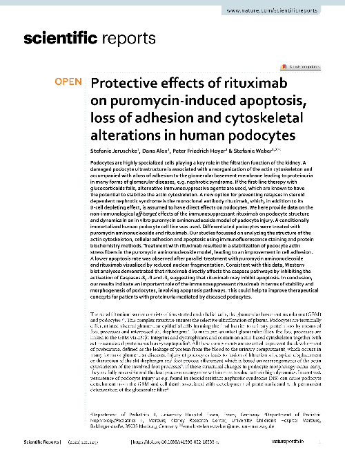 Protective effects of rituximab on puromycin-induced apoptosis, loss of adhesion and cytoskeletal alterations in human podocytes