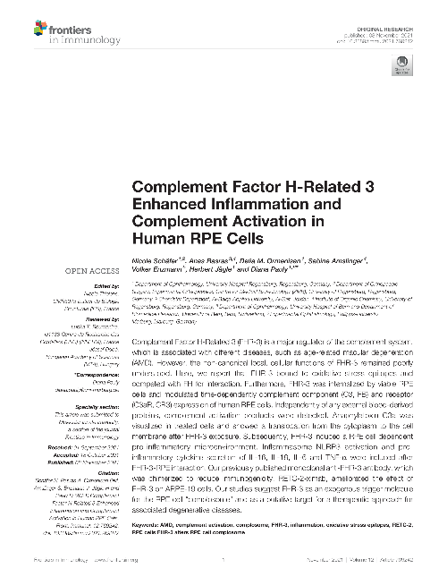 Complement Factor H-Related 3 Enhanced Inflammation and Complement Activation in Human RPE Cells