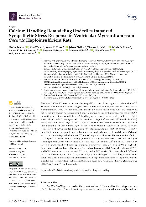 Calcium Handling Remodeling Underlies Impaired Sympathetic Stress Response in Ventricular Myocardium from Cacna1c Haploinsufficient Rats
