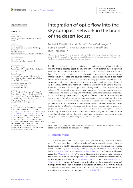 Integration of optic flow into the sky compass network in the brain of the desert locust