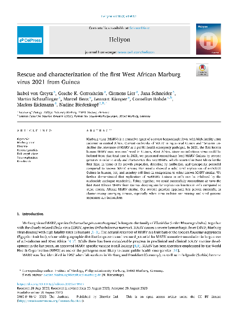 Rescue and characterization of the first West African Marburg virus 2021 from Guinea